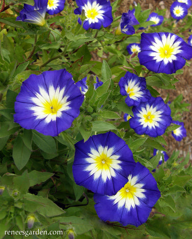 Heirloom Blue Ensign