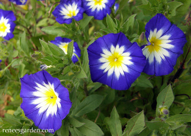 Heirloom Blue Ensign