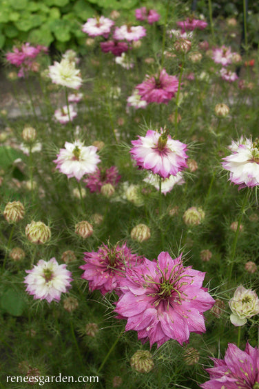 Mulberry Rose Nigella