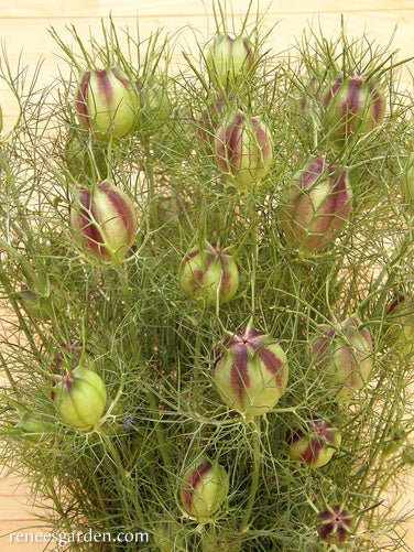 Mulberry Rose Nigella