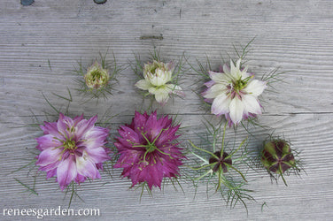 Mulberry Rose Nigella