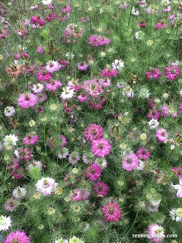 Mulberry Rose Nigella