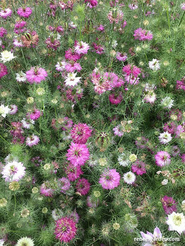 Mulberry Rose Nigella