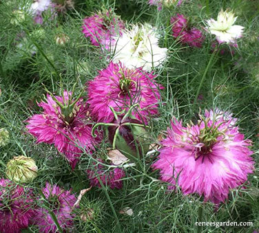 Mulberry Rose Nigella