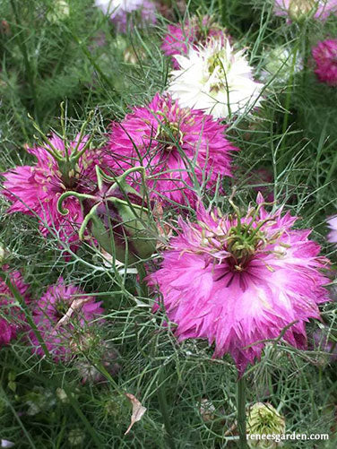 Mulberry Rose Nigella