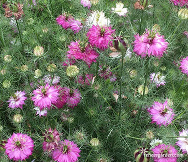 Mulberry Rose Nigella