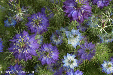 Persian Violet Nigella