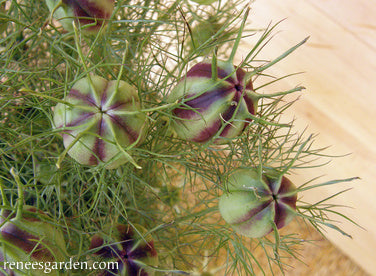 Persian Violet Nigella