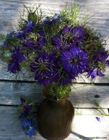 Persian Violet Nigella