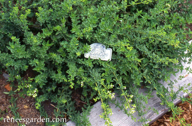 True Greek Oregano