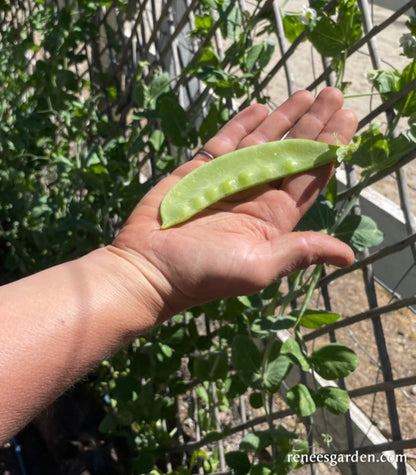 Oregon Giant