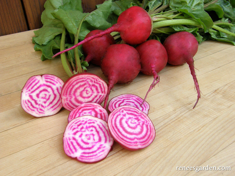 Traditional Chioggia