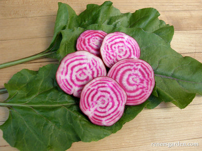 Traditional Chioggia