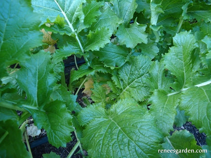 Early Rapini