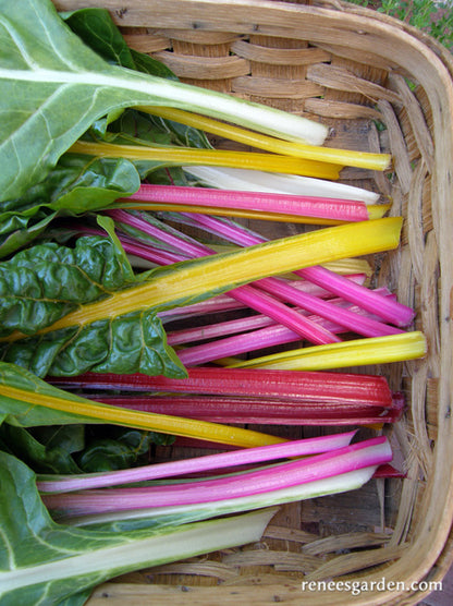 Garden Rainbow