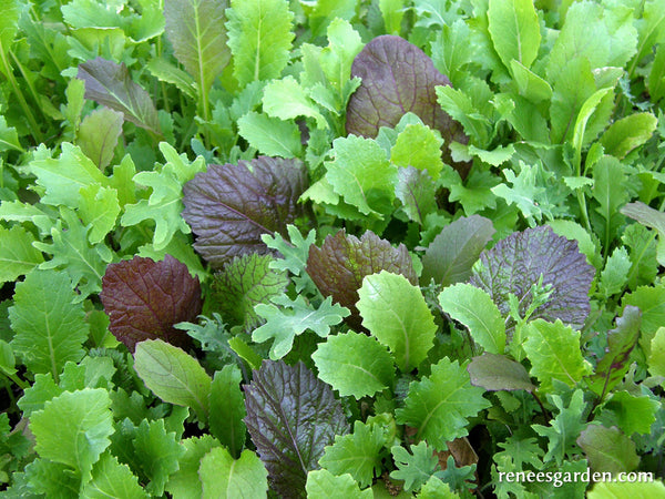 'Quick Stirfry Blend' Heirloom Greens | Renee's Garden Seeds