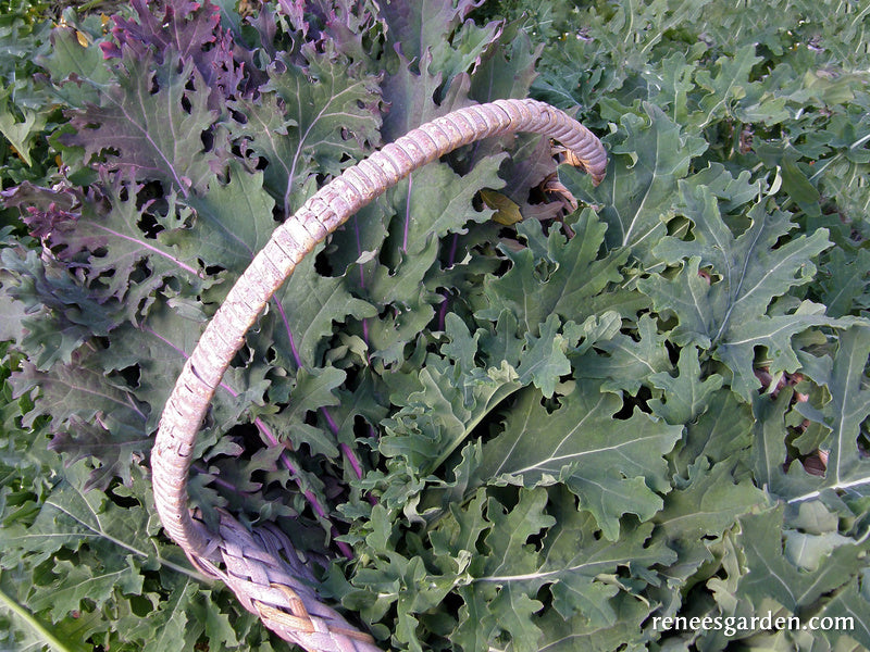 Wild Garden Frills