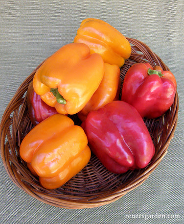  Orange Pepper – 26 oz : Patio, Lawn & Garden