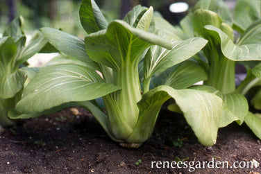 Green Fortune