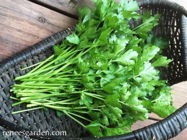 Italian “Gigante” Parsley