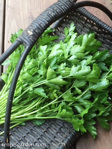 Italian “Gigante” Parsley