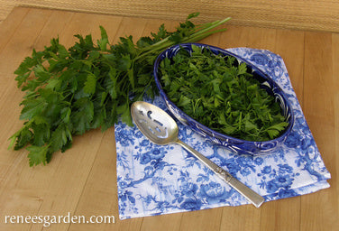 Italian “Gigante” Parsley