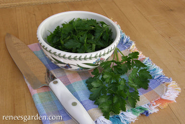 Italian “Gigante” Parsley