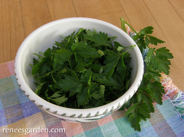 Italian “Gigante” Parsley