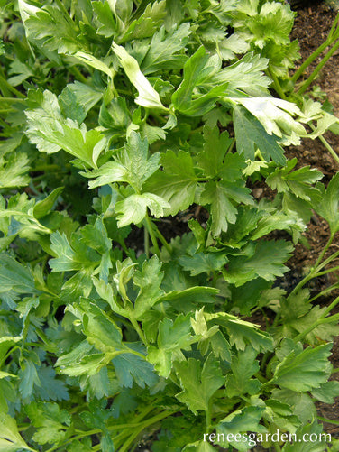 Italian Large Leaf