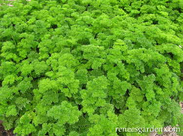 Sweet Curly Parsley