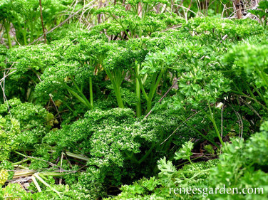 Sweet Curly Parsley