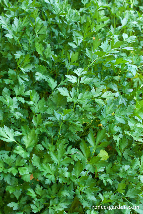 Italian “Gigante” Parsley