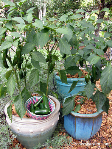 Early Flame Jalapeños