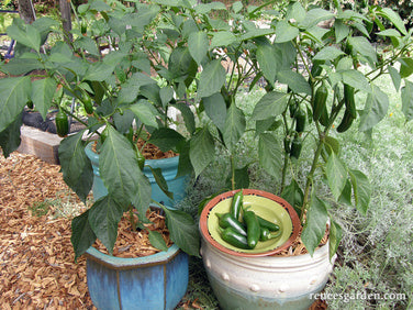 Early Flame Jalapeños