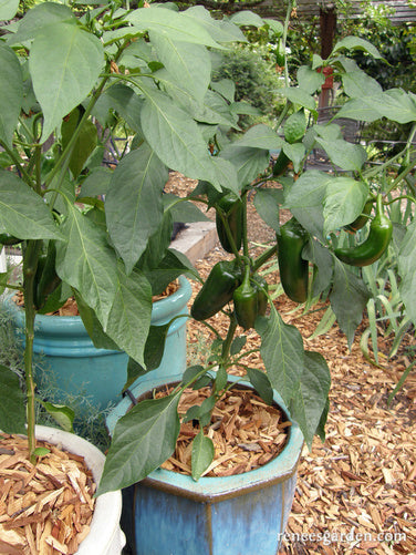 Early Flame Jalapeños