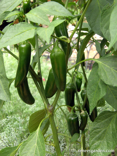 Early Flame Jalapeños