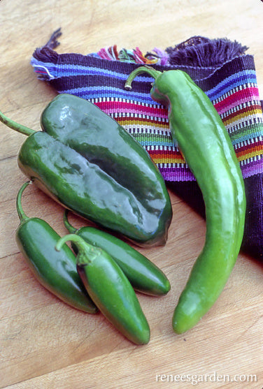 Southwestern Chile Trio