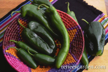 Southwestern Chile Trio