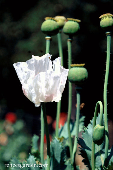 Hungarian Breadseed Poppy