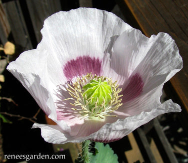 Hungarian Breadseed Poppy