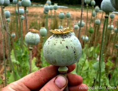 Hungarian Breadseed Poppy