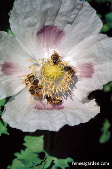 Hungarian Breadseed Poppy