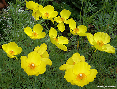 Mexican Tulip Poppy