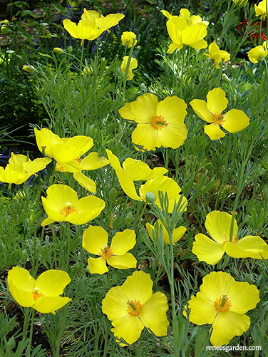 Mexican Tulip Poppy