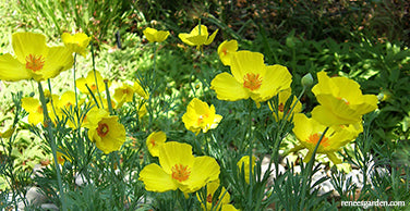 Mexican Tulip Poppy