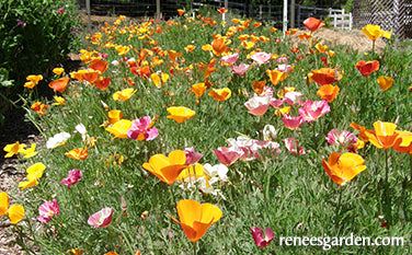 A Rainbow of California Poppies