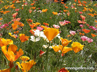 A Rainbow of California Poppies