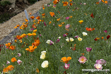 A Rainbow of California Poppies