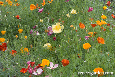 A Rainbow of California Poppies