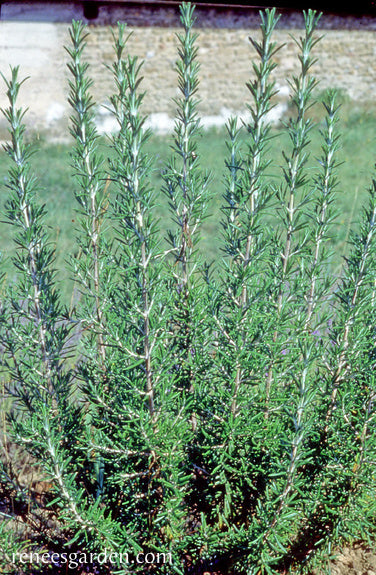 French Rosemary